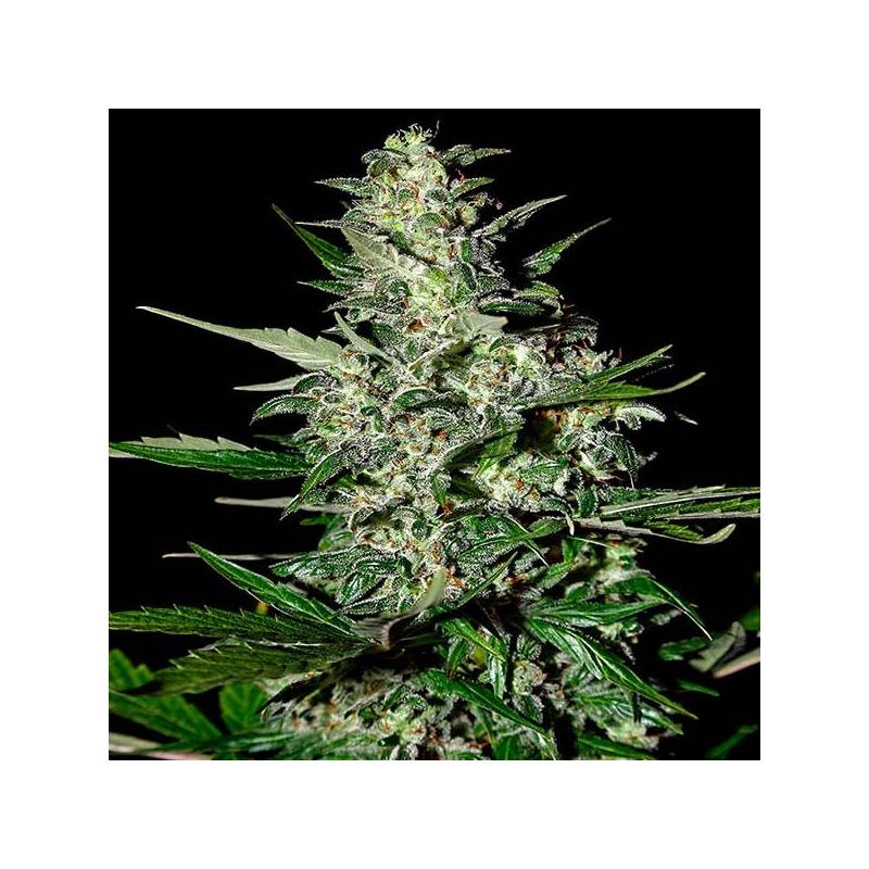 Super Critical Autofloreciente Feminizada de Green House