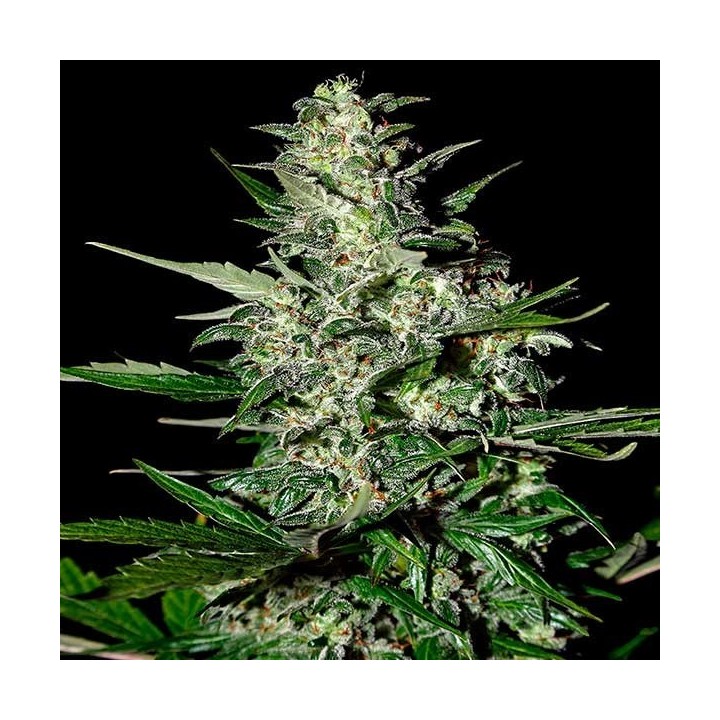 Super Critical Autofloreciente Feminizada de Green House