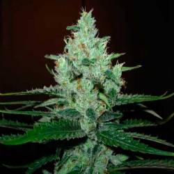 Super Lemon Haze Feminizada de Green House