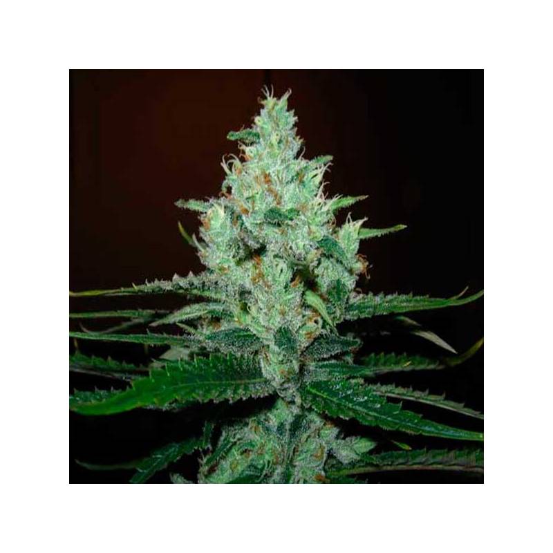 Super Lemon Haze Feminizada de Green House