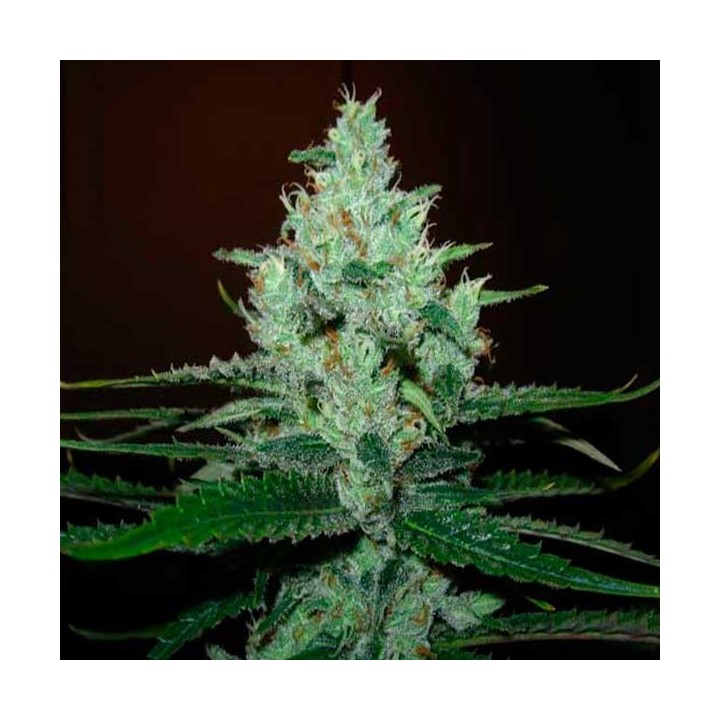 Super Lemon Haze Feminizada de Green House