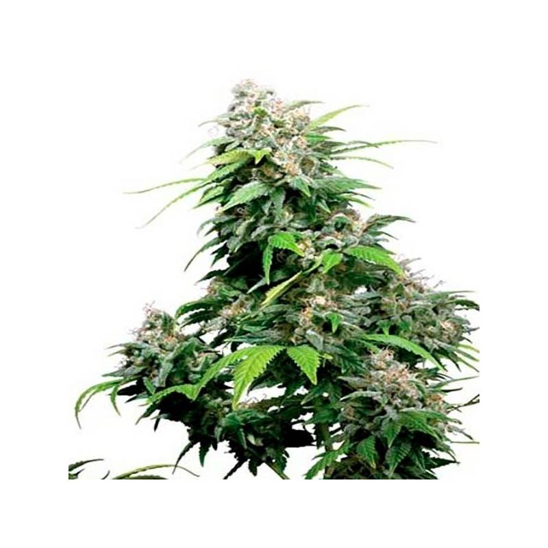 California Dream Feminizada de Mandala Seeds