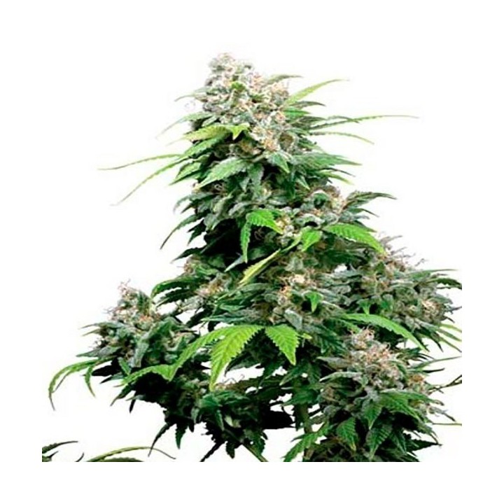 California Dream Feminizada de Mandala Seeds