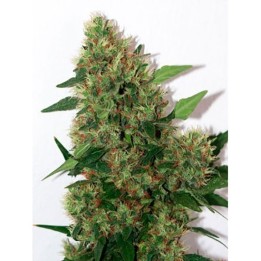 Chill-Om Regular de Mandala Seeds