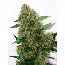 Chill-Om Regular de Mandala Seeds