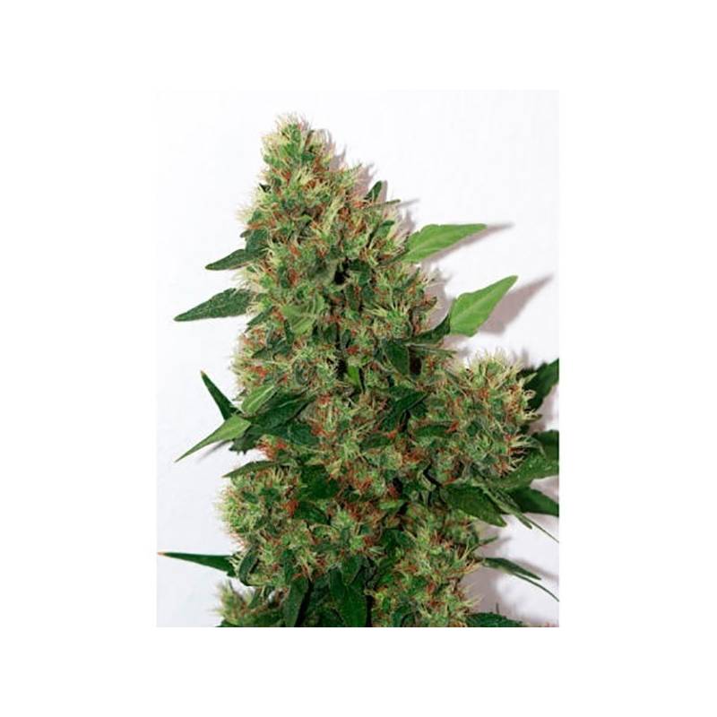 Chill-Om Regular de Mandala Seeds