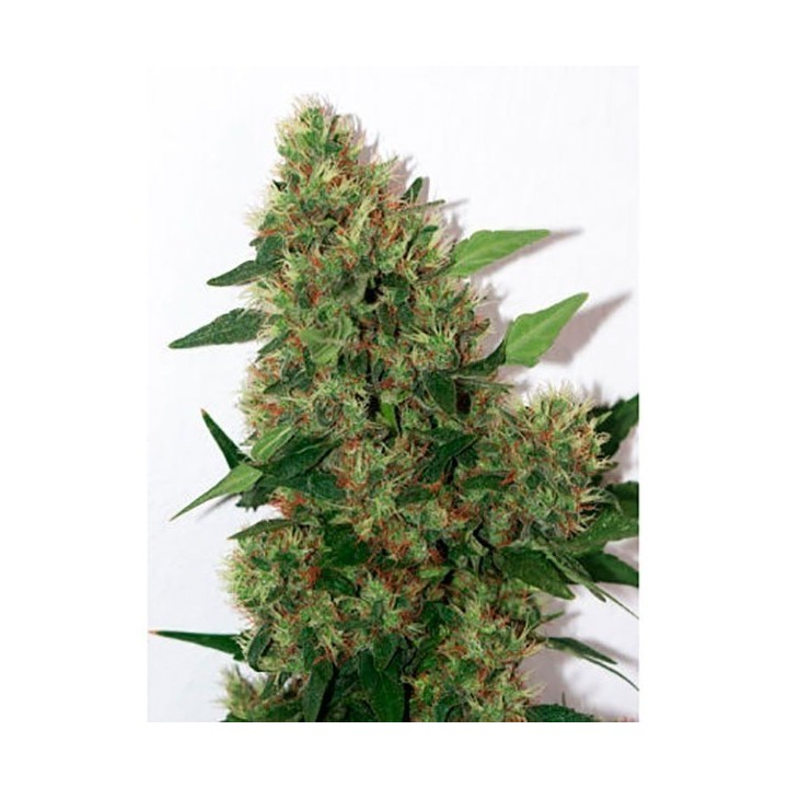Chill-Om Regular de Mandala Seeds