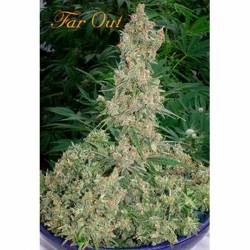 Far Out Feminizada de Mandala Seeds