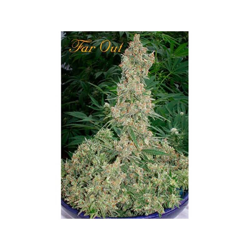 Far Out Feminizada de Mandala Seeds