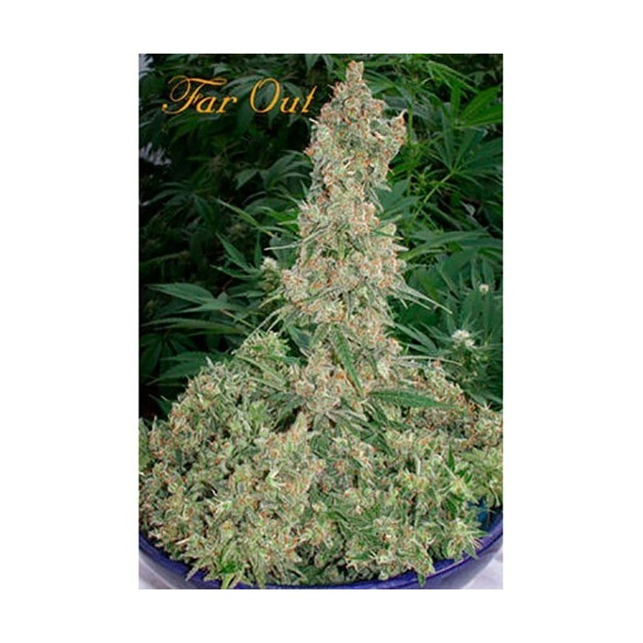 Far Out Feminizada de Mandala Seeds