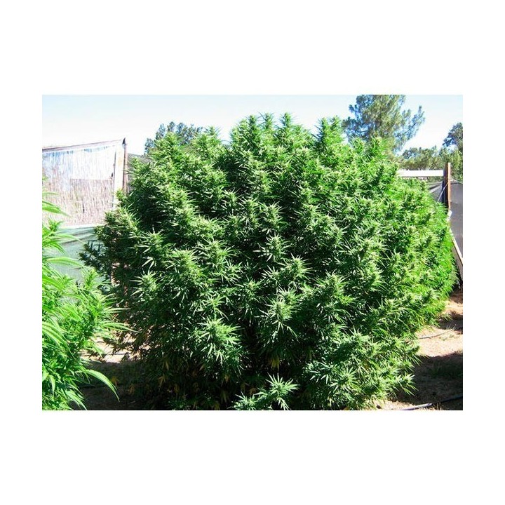 Fruitylicious Feminizada de Mandala Seeds