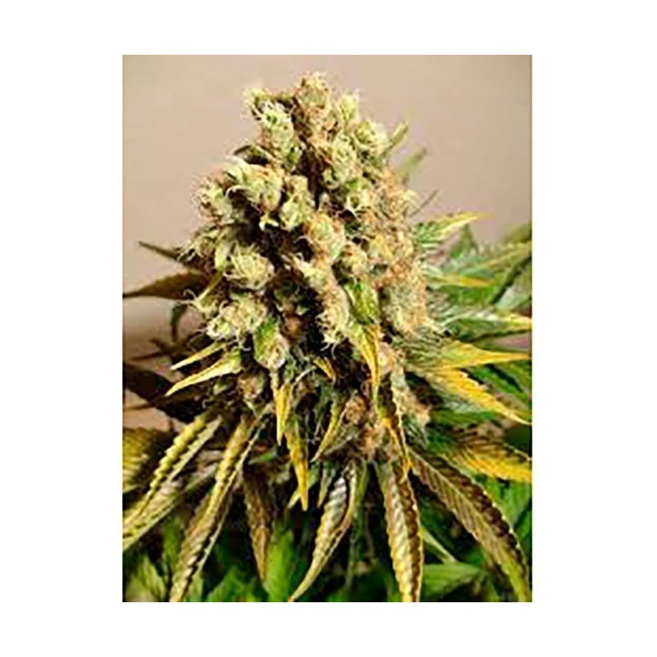 Ganesh V Regular de Mandala Seeds