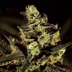 Hubble Bubble Feminizada de Mandala Seeds