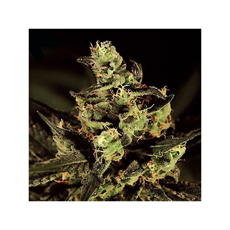 Hubble Bubble Feminizada de Mandala Seeds