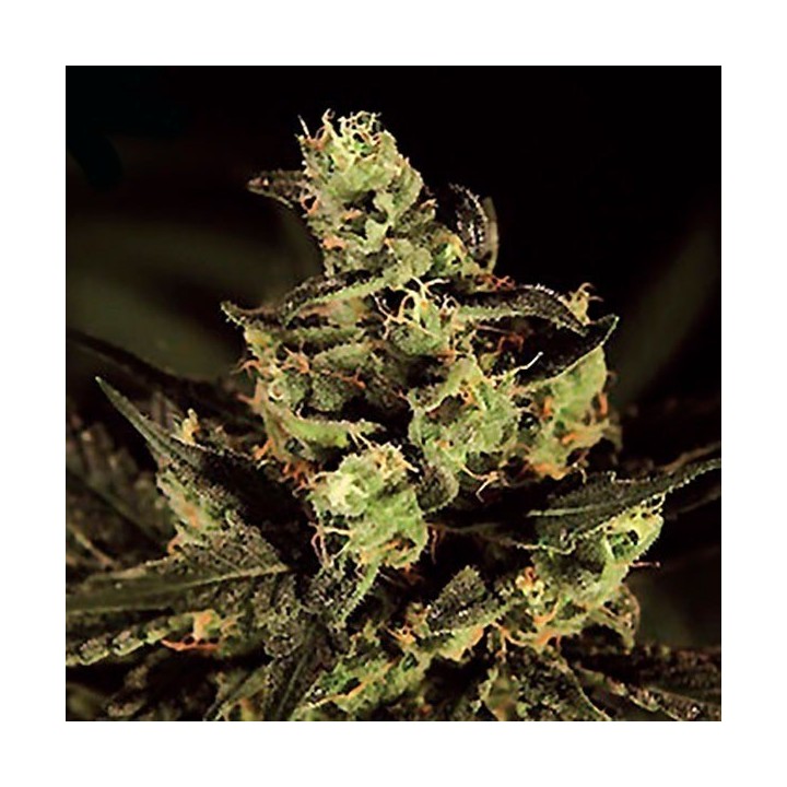 Hubble Bubble Feminizada de Mandala Seeds