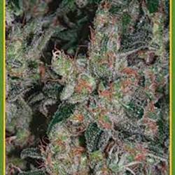 Kalichakra Regular de Mandala Seeds