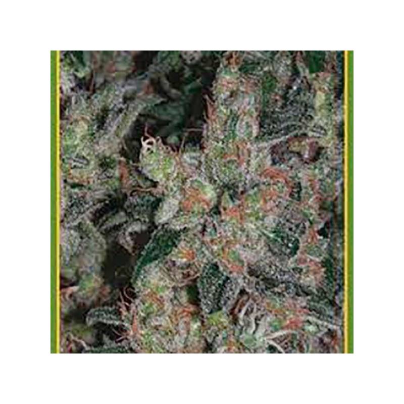 Kalichakra Regular de Mandala Seeds