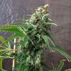 Krystalica Regular de Mandala Seeds