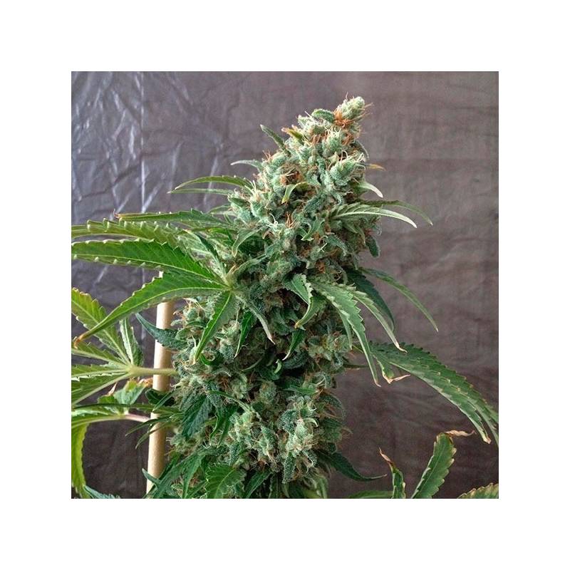 Krystalica Regular de Mandala Seeds