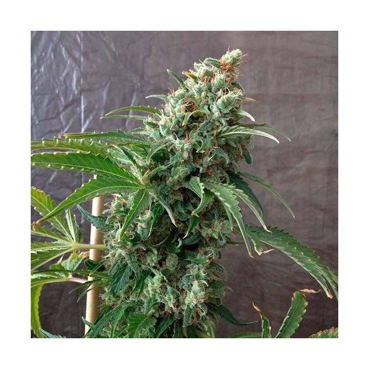 Krystalica Regular de Mandala Seeds
