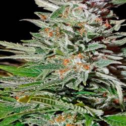 Super Lemon Haze Autofloreciente Feminizada de Green House