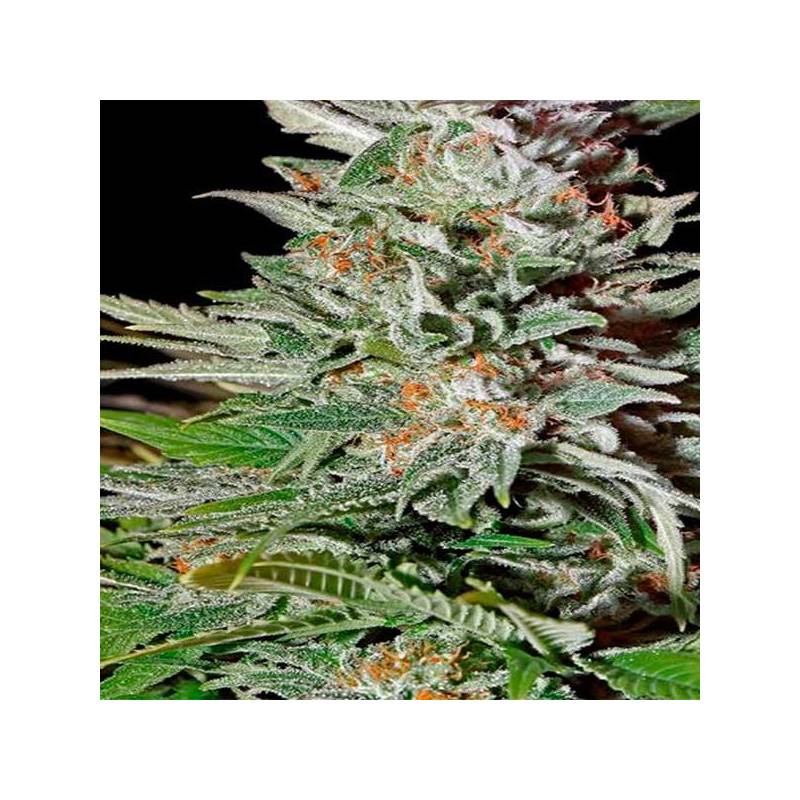 Super Lemon Haze Autofloreciente Feminizada de Green House