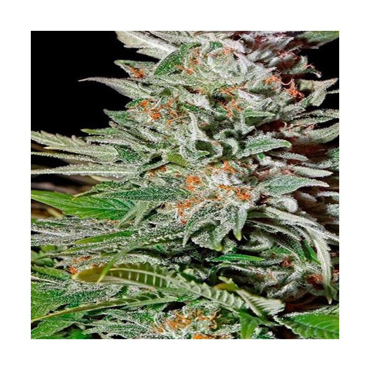 Super Lemon Haze Autofloreciente Feminizada de Green House