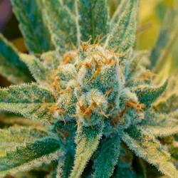 Super Silver Haze Feminizada de Green House