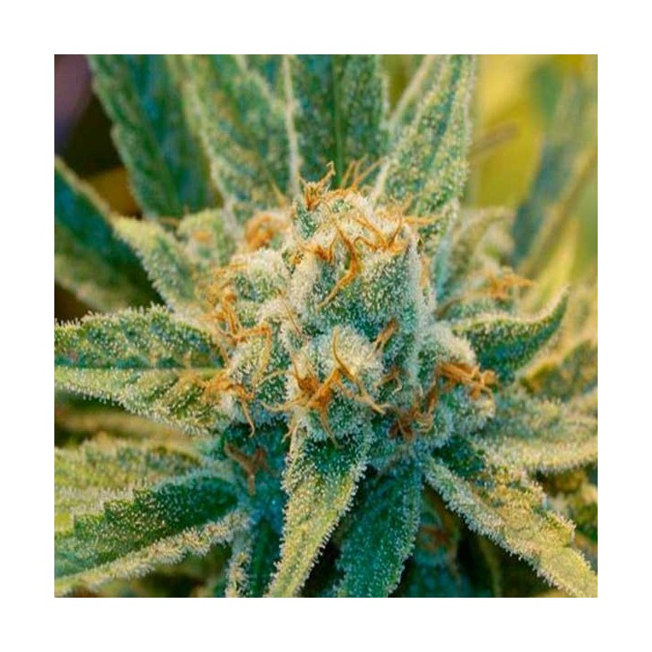 Super Silver Haze Feminizada de Green House