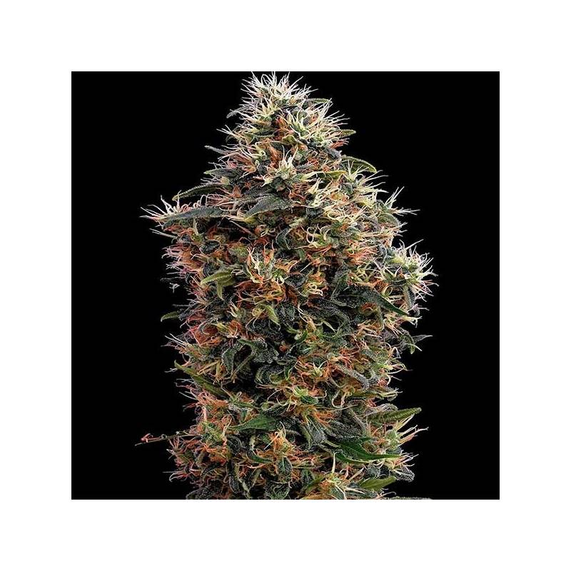 Sweet Mango Autofloreciente Feminizada de Green House