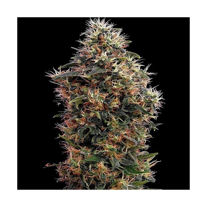 Sweet Mango Autofloreciente Feminizada de Green House