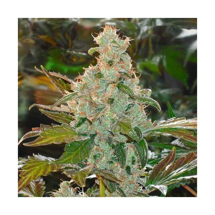 The Cheese Feminizada de Green House