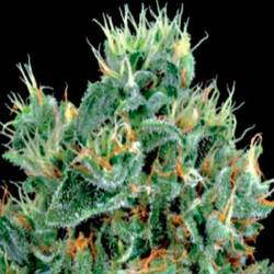 The Doctor Feminizada de Green House