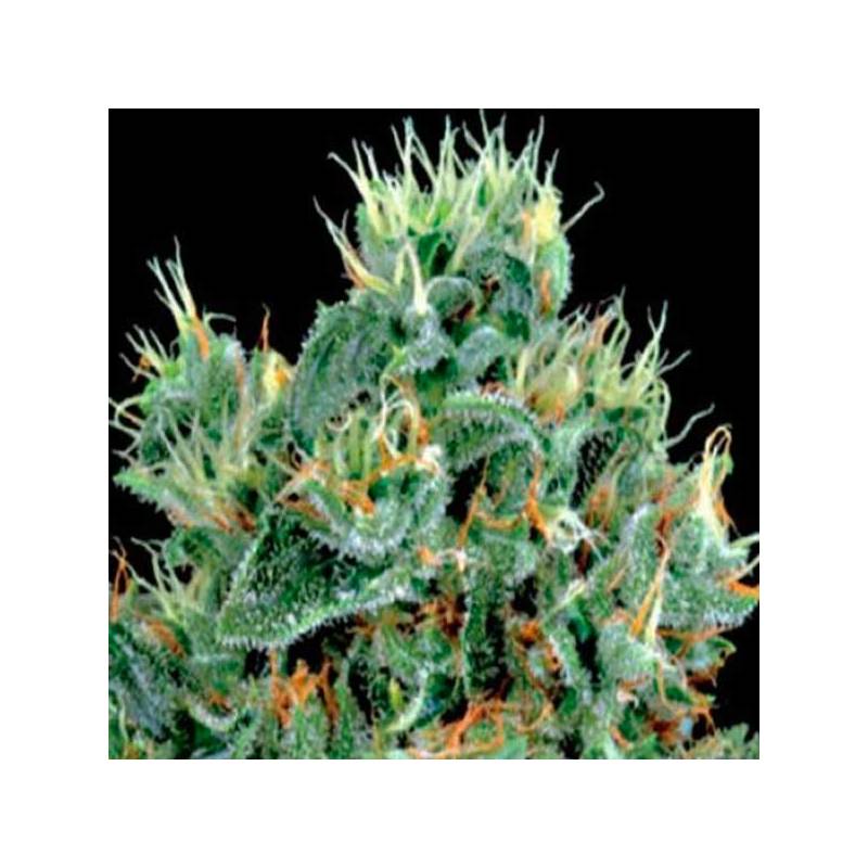 The Doctor Feminizada de Green House