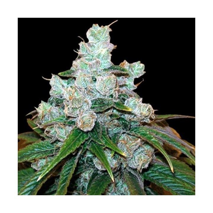 Trainwreck Feminizada de Green House