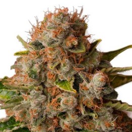 White Widow Feminizada de Green House