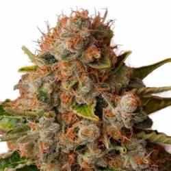 White Widow Feminizada de Green House