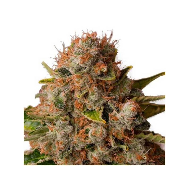 White Widow Feminizada de Green House