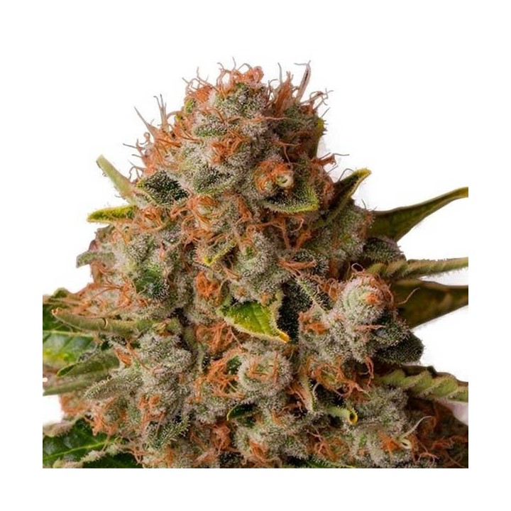White Widow Feminizada de Green House