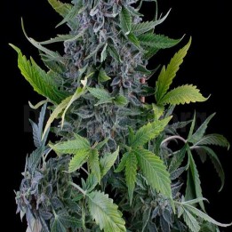 White Widow Autofloreciente Feminizada de Green House