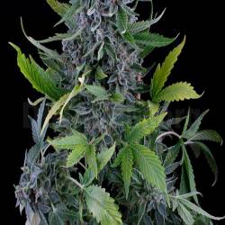 White Widow Autofloreciente Feminizada de Green House