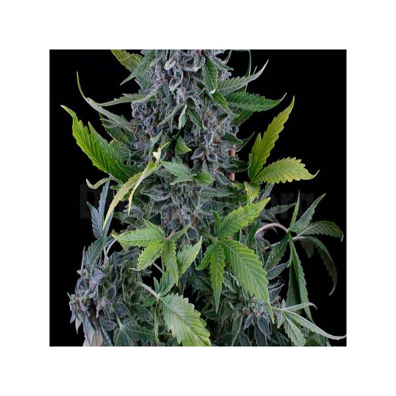 White Widow Autofloreciente Feminizada de Green House