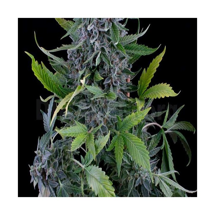White Widow Autofloreciente Feminizada de Green House