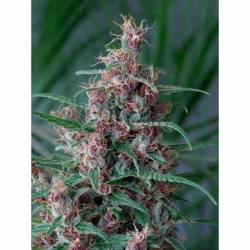 Mandala 1 Regular de Mandala Seeds