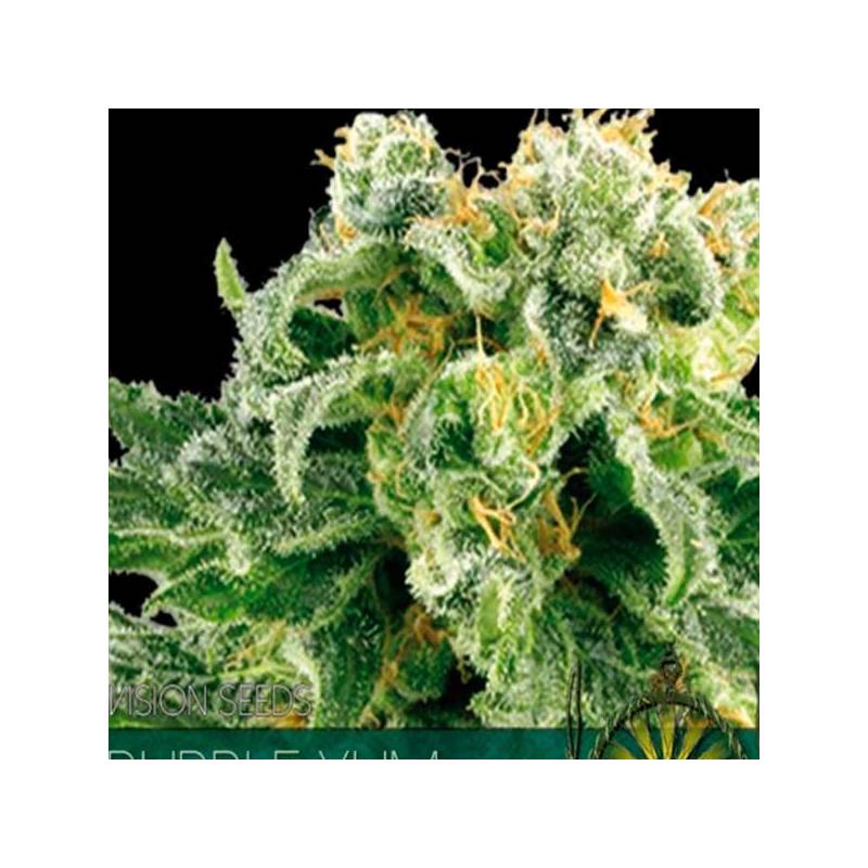 Bubble Yum Feminizada de Vision Seeds