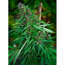 Purple Paro Valley Feminizada de Mandala Seeds