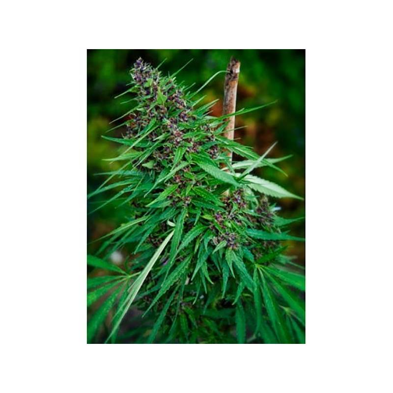 Purple Paro Valley Feminizada de Mandala Seeds