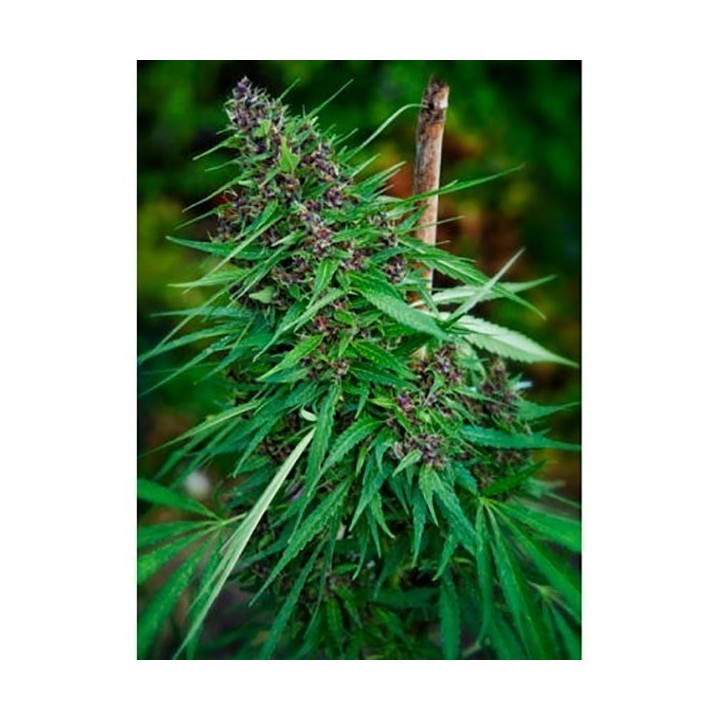 Purple Paro Valley Feminizada de Mandala Seeds