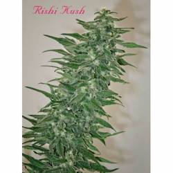 Rishi Kush Regular de Mandala Seeds