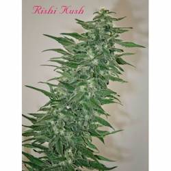 Rishi Kush Regular